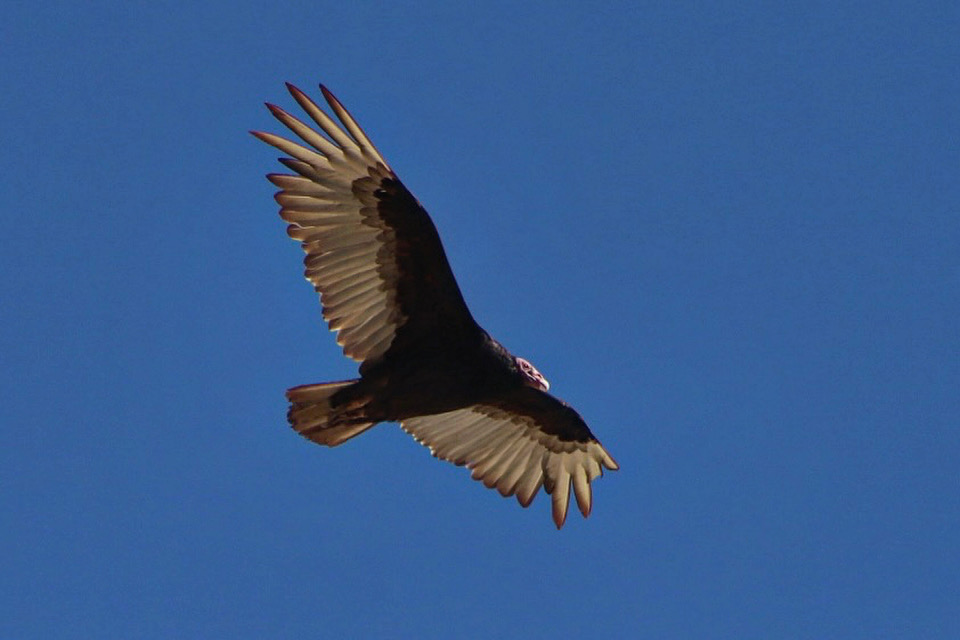 Condor flying over La Silla observatory
